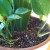 Optimum clean soil surface free of organic decaying material. Optimum clean soil surface free of organic decaying material.