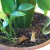Dead leaves are what the gnats may be feeding on. Dead leaves are what the gnats may be feeding on.