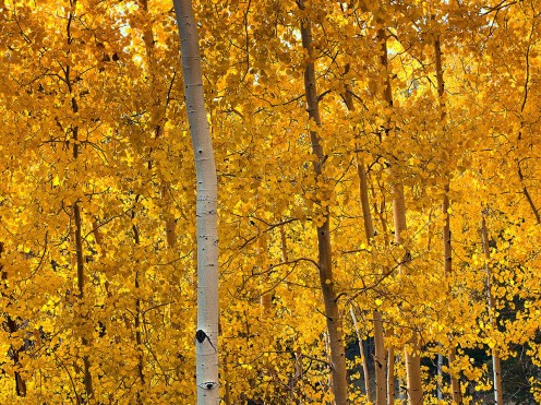 Drive in Colorado for Fall Colors. The changing of the Aspens offers spectacular views statewide.