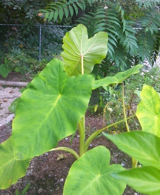 Elephant Ears