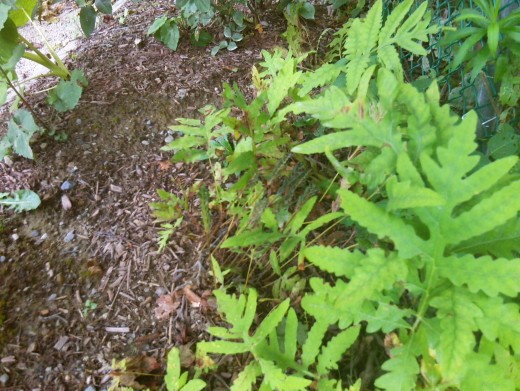 Cinnamon ferns are native here in Maine.