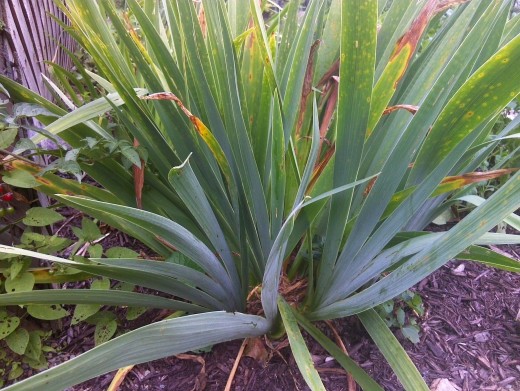 Iris foliage