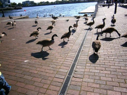Surrounded by English accent and geese, too many roaming the quay around Mersey River, where we stayed. Geese and people canoe-ing co-exist...makes one wonder about hygiene.