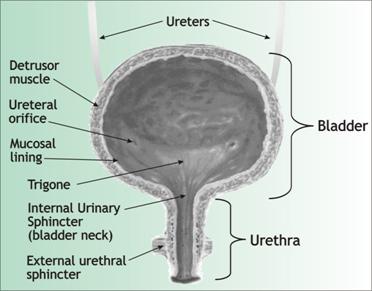 Inside the female urinary bladder