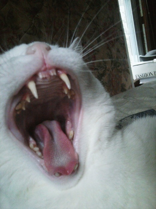 I noise in the morning! (Prince Fredward the white cat.)
