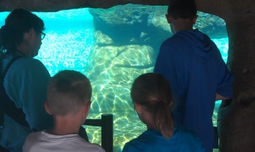 Watching marine animals in the outdoor aquarium exhibits from below surface