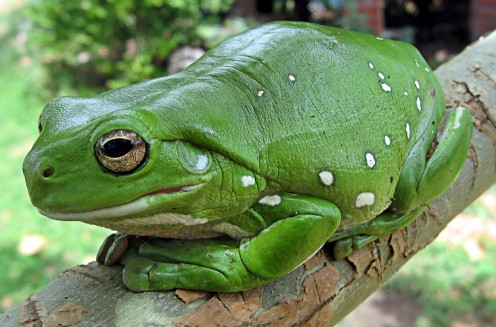 Inside the Body of a Frog 