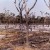 slash-and-burn farming slash-and-burn farming