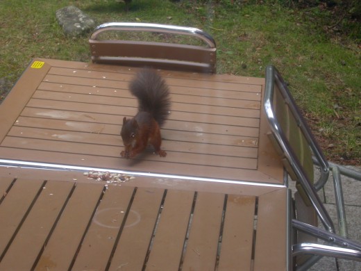 A cheeky red squirrel eating nuts from the table.