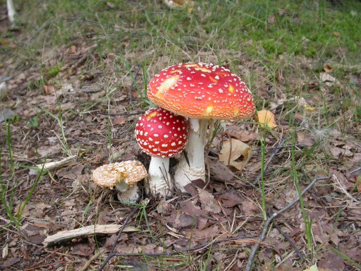 Rare toadstools growing wild.