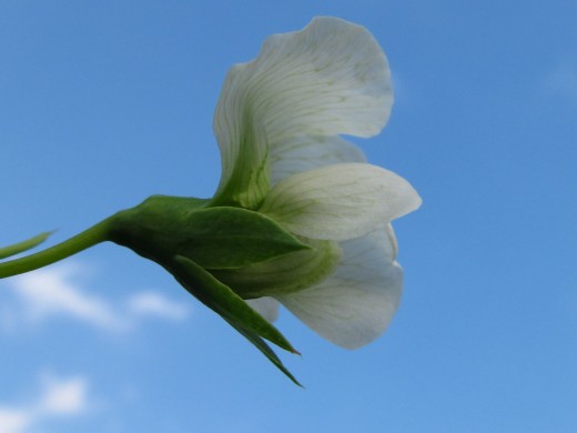 Pea Blossom Day 1