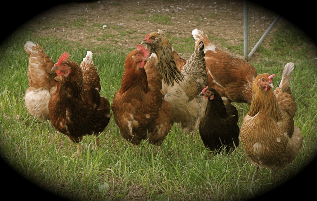 10 Best Chicken Breeds for Homestead or Backyard Chicken Coop