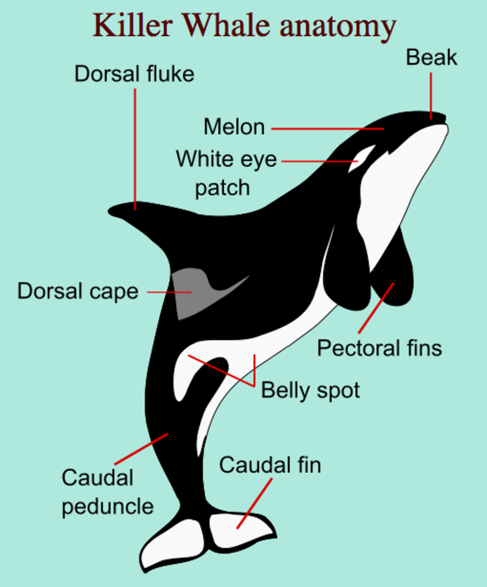 Anatomy Of Killer Whale