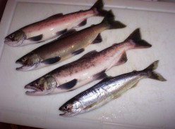 The Lulawissie Salmon