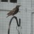 starling at suet feeder