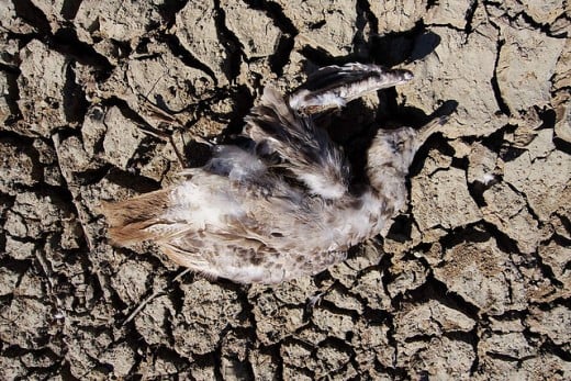 Wildlife, like this bird, has suffered much at the hands of this drought.