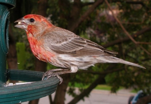 Title: Male House Finch ~ License: Attribution License ~ Photographer: quinet 