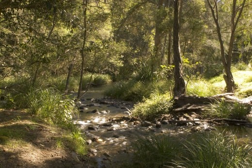 Platypus Habitat