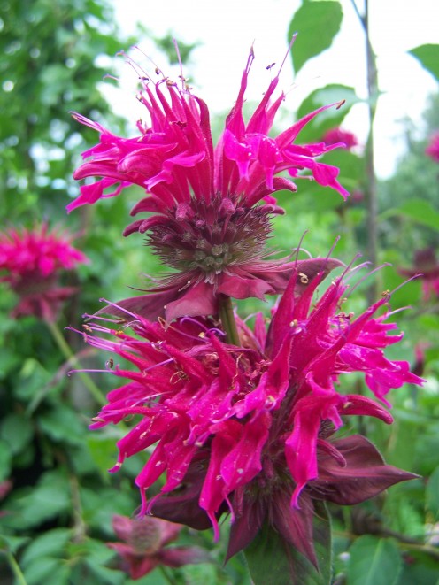 Bee Balm for Hedgerows 
