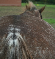 Cody's coon tail