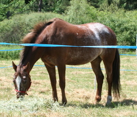 Cody at his first endurance ride