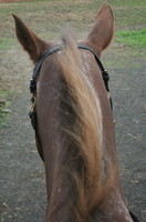 Cody's wild Appaloosa mane