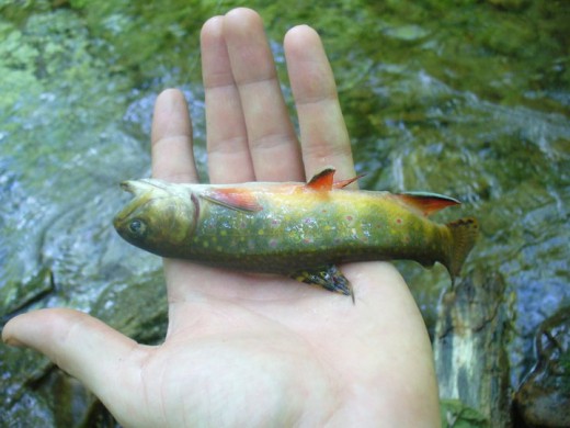 Colorful mountain stream brookie.