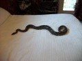 Snake Shedding Problems