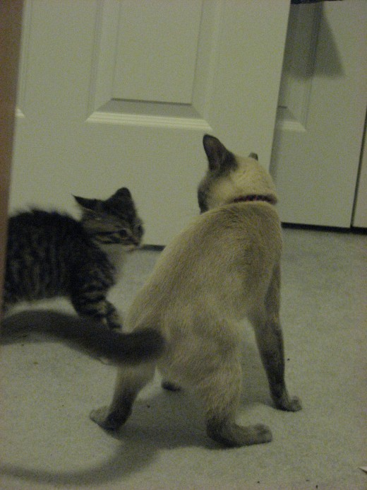 Kitties at Play