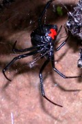 Spider Bites from Black Widow Spiders
