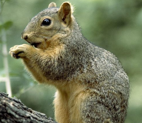 Nutsy the Squirrel