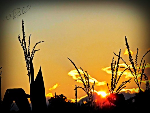 Day 8 extra- the original subject I was going to shoot- the sunset over the corn fields