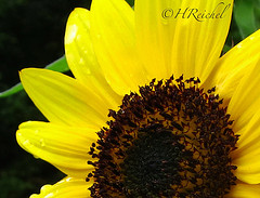 Day 9 Photo- my neighbors sunflowers