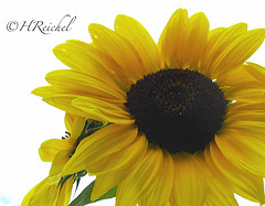 day 9 extra- more sunflowers