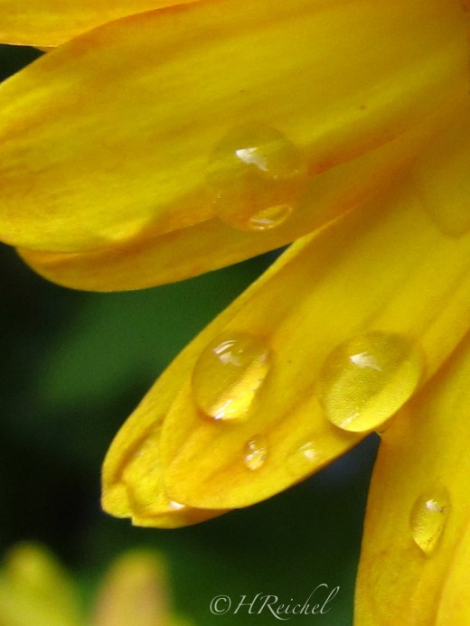 Day 10 extra- a few scattered raindrops made some interesting subjects