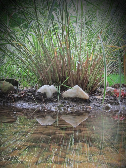 Day 10 extra- a small pool of water in her garden for a cool reflection shot