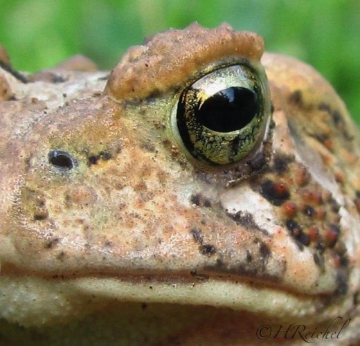 Day 13- a very patient toad