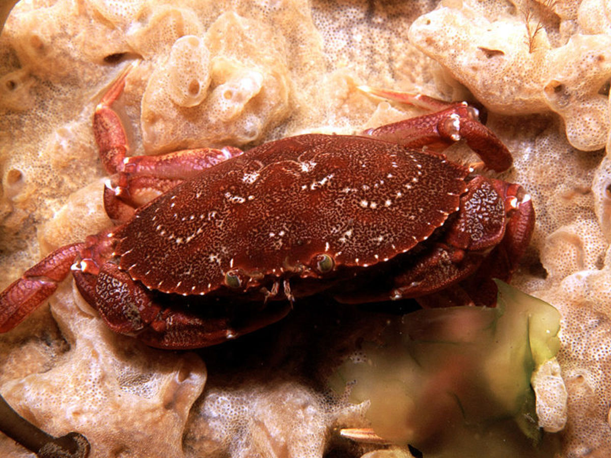 Different Types of Crab (with Pictures) | Owlcation