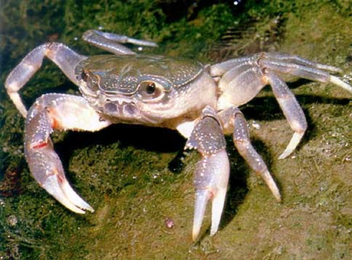 Different Types of Crab (with Pictures) Owlcation