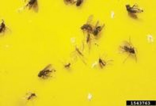 Fungus Gnats  Find the Point of Origin of Annoying Little  
