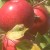 Fresh New England Native Apples!