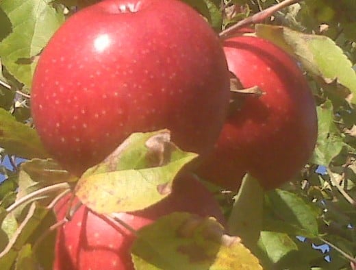 Fresh New England Native Apples!