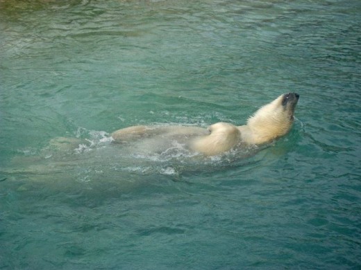 The polar bears at the Toronto Zoo know how to relax. 
