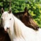 elkhound02 profile image