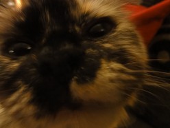 My Cats Shed Too Much - How To Clean Up Cat Vomit with Vinegar and Water