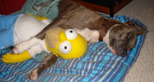 Sleepover with Homer