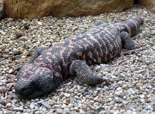 The poisonous Gila Monster.