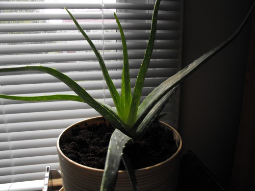 An Aloe when happy will produce many new plants and grow fairly large...replanting suggested periodically.