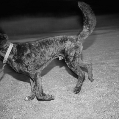 "BUTTON," ANOTHER FRIEND OF MINE IN MY BOYHOOD DAYS, SAVED MY DAD'S LIFE WHEN HE TOOK THE HIT FROM THE FANGS OF A COTTONMOUTH.