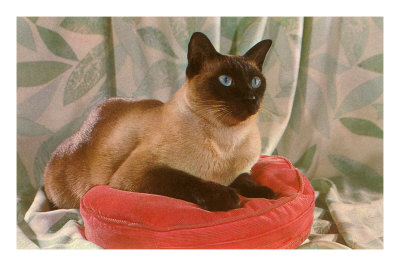 "MAX," WAS MY BEST FRIEND IN 1973. HE WAS A BEAUTIFUL-BUT-MISCHEVIOUS SIAMESE CAT. SOMEONE, WHO HAD NO HEART, STOLE HIM ONE DAY.
